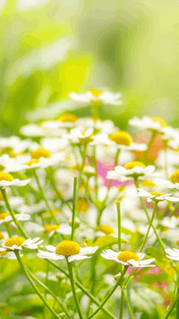 Word Flowers MEDLEY TEA answers