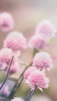 Wordscapes In Bloom HOPEFUL DAWN answers