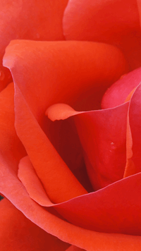 Word Flowers ROUGE HAPPY answers