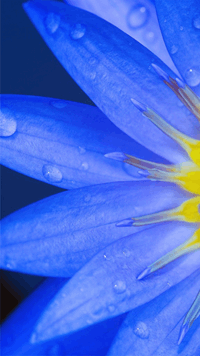 Wordscapes In Bloom PETAL POLLEN answers