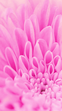 Wordscapes In Bloom BOUQUET SCENT answers