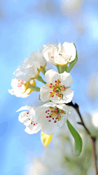 Wordscapes In Bloom POLLEN GLEAM answers