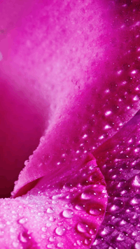 Wordscapes In Bloom DEW CURVE answers