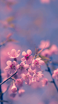 Wordscapes In Bloom BLUSH MIST answers