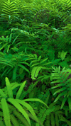 Wordscapes GREEN FERN answers