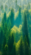 Wordscapes FOREST PINE answers